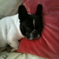 Marie Czucha (@evi_kiel) Twitter profile photo