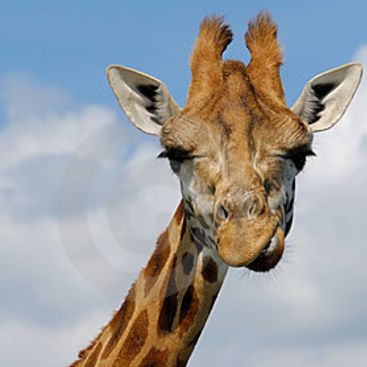 Aka Giraffie