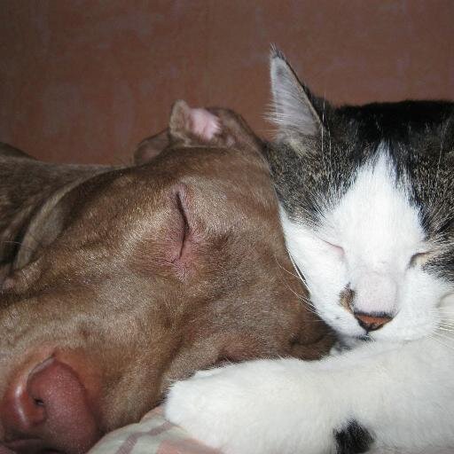 HopeKyzmich's profile picture. Люблю животных, имею питбультерьера и кота, интересуюсь лыжными гонками и биатлоном, рыбалкой, путешествиями по России, фотографией. Обожаю природу, гармонию.