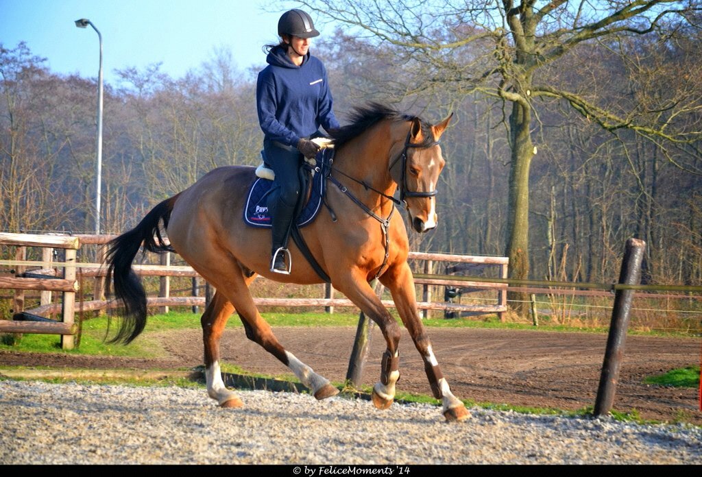 HHorseTrade's profile picture. Verkoop van kwaliteitsvolle sport paarden  - kleinschalige fokkerij - training - export