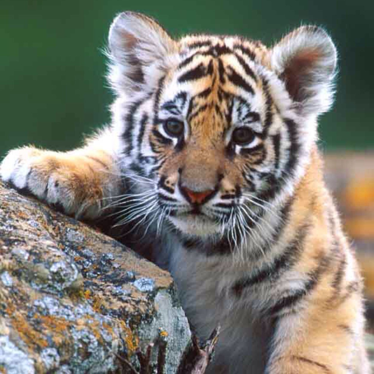 brookbonnet's profile picture. 