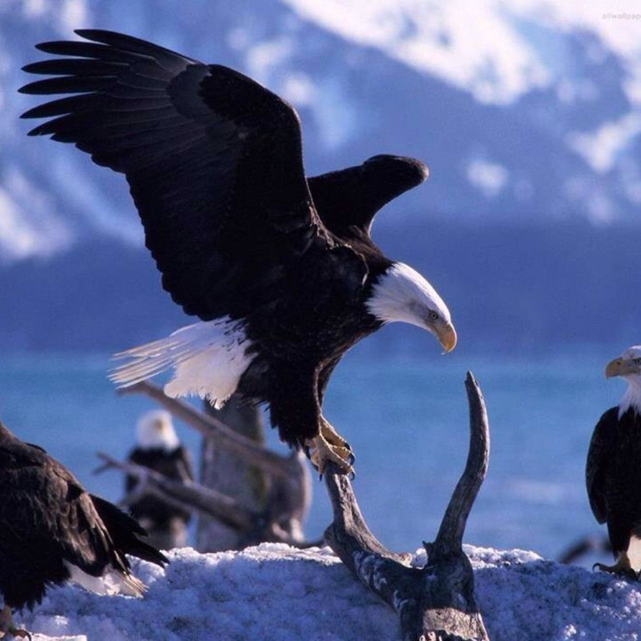 AllAll0099's profile picture. 