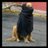Profile Picture of Guarimberoporvzla (@@MiguelGMoretP) on Twitter