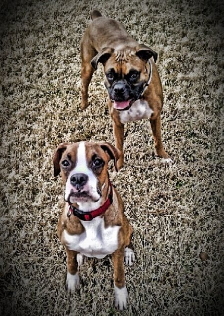 Boxer Lover. Heart to Vail. Family is Everything.