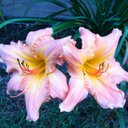 Debbie Strickland - @stricklydeb - Twitter