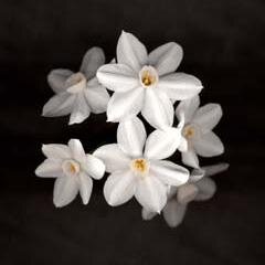 gardengatetweet's profile picture. We offer gifts for the home, the garden, your loved ones and oneself. We strive to support fair trade, sustainably produced goods, and the local economy.