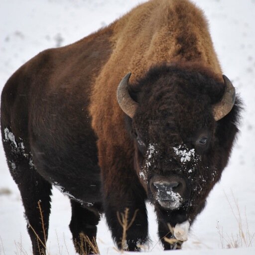 Running to raise awareness for the last wild buffalo | 2014-16 Boston Marathons | Athlete, animal lover, environmentalist, vegan Ⓥ 🌱 #VoiceForTheVoiceless