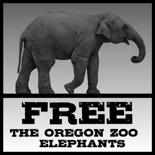 It's us, the Oregon Zoo Elephants! Please visit our new website for info on us, updates & ways u can help urge those responsible to #freeORZOOeles #FREEPACKY