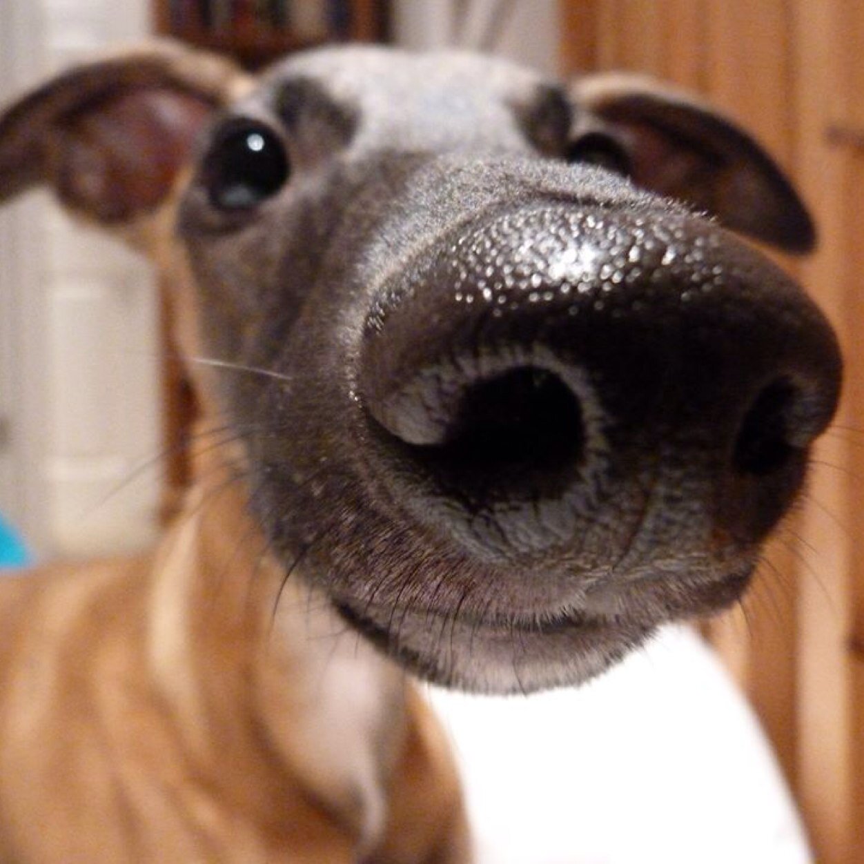 My name is Elvis, but you may call me sir bubble, I am so much more than a hound dog. I'm a whippet wonder.