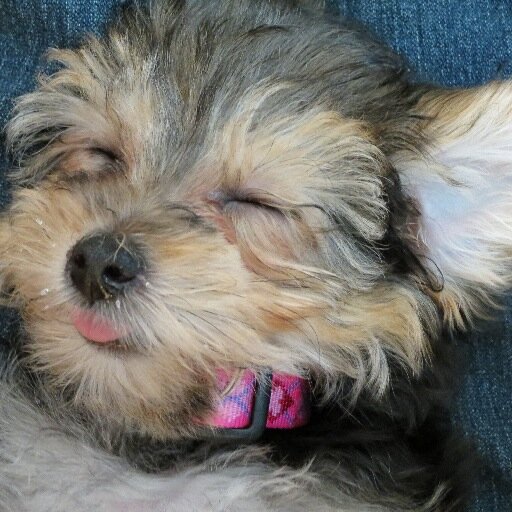 omg_lols_wow's profile picture. Here to learn and to listen. Love my pup!