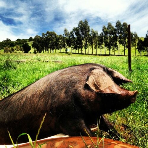 Family of ethicurean farmers & meatsmiths in the Fair Food movement in Oz. Our rare breed pigs & cattle all pasture raised & butchered on farm. #ethicalpork
