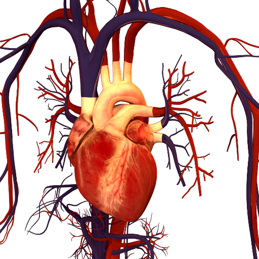 Circulatory2's profile picture. The Circulatory System is the organ system that permits Blood and lymph