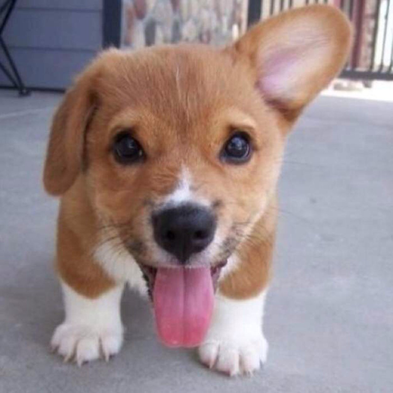 Send me your cutest animal pictures : cutestanimalzz@gmail.com 
i take no ownership for these photos