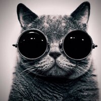Oscars Cat (@oscars_cat) 's Twitter Profile Photo Oscars Cat (@oscars_cat) 's Twitter Profile Photo