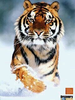 RafaAl84's profile picture. 