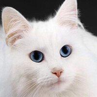FrostTail (@_frost_tail_) 's Twitter Profile