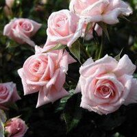 chichi Marquez (@sandymarquezpa) 's Twitter Profile