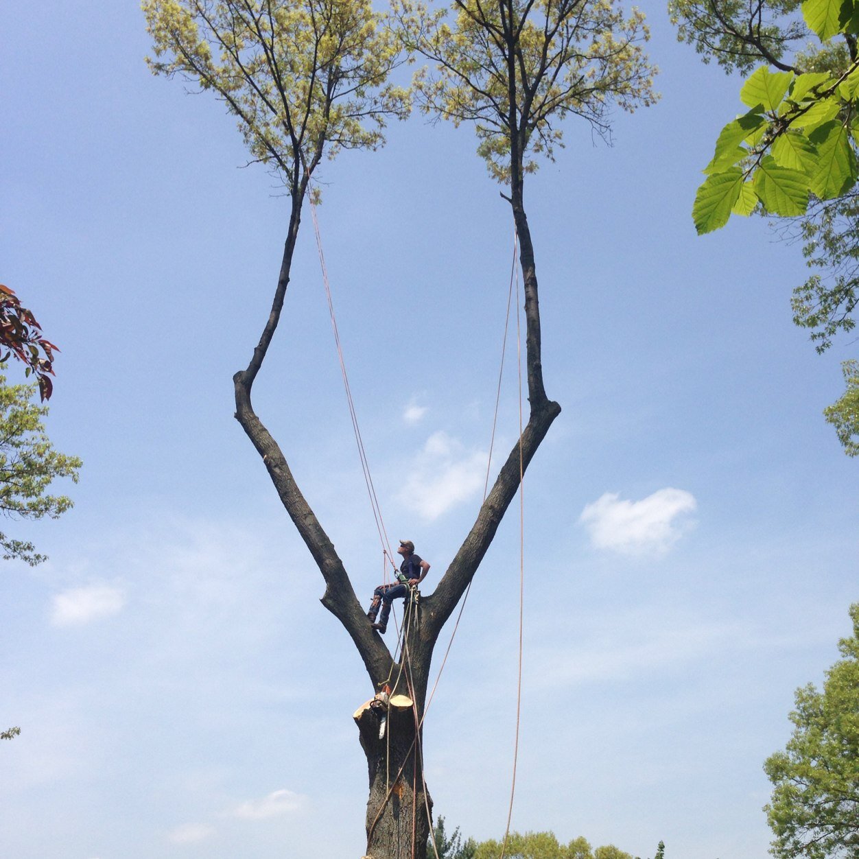 Beaver wood tree service.