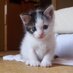 こに (@conycat) Twitter profile photo
