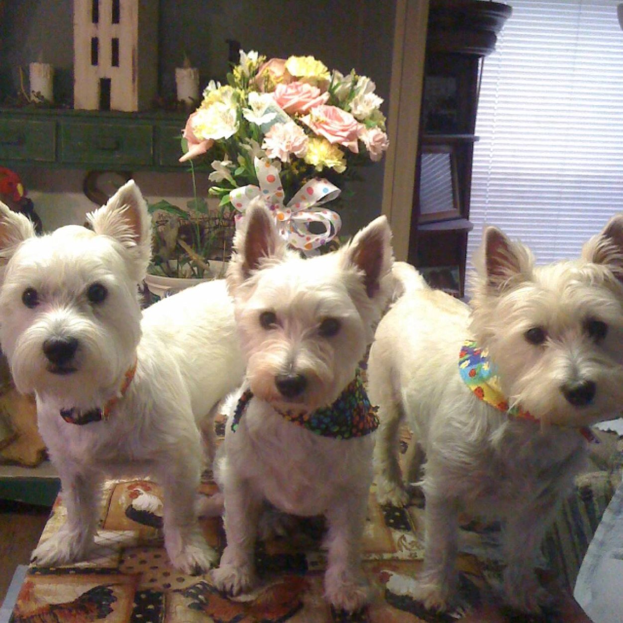 EAST TEXAS PINES home to Westie TerrORS: Starr Texanna, Shasta, and Scotch (aka Baby)