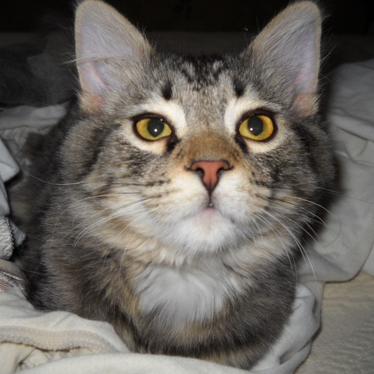 AnneAnnevarga's profile picture. I love animal's!
All kinds !
I really love all cats!