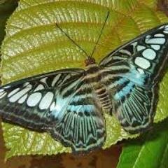 bueza_carlo's profile picture. 