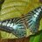 bueza_carlo's profile image