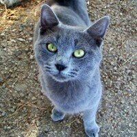 Cat_I_Win's profile picture. I'm not sure how to properly communicate with people.