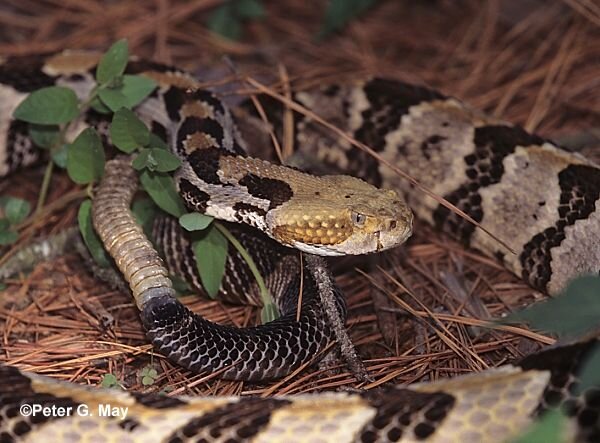 brandonbrooks57's profile picture. Started in Florida and moved to Missouri, Texas, Korea, Texas, Maryland, Germany,  Georgia.  I did stuff there.