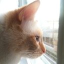 Daisy Faye Buchanan - @daisythecat_ - Twitter