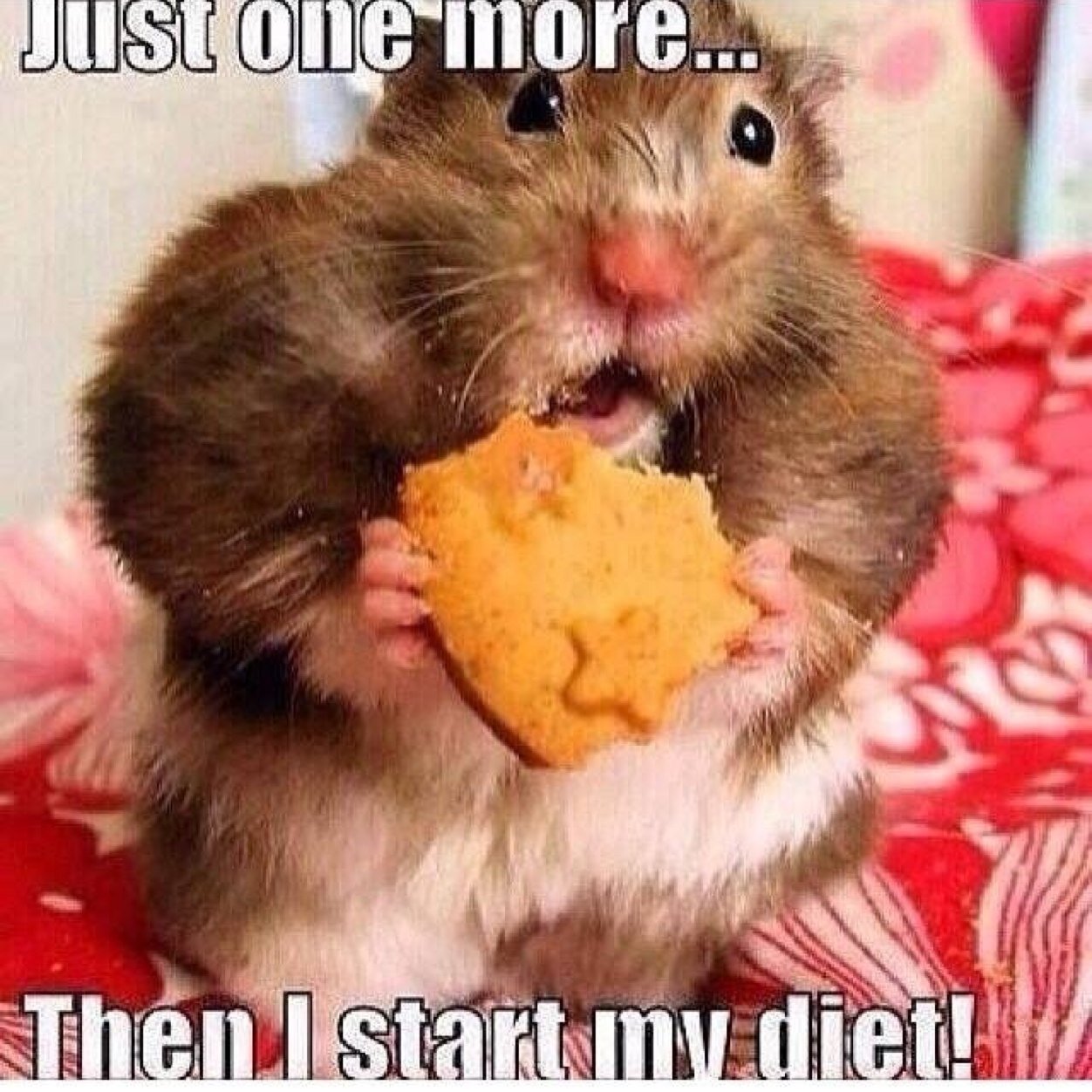 JacquiKolar's profile picture. 