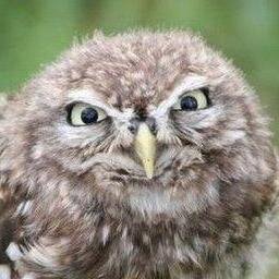 A very fluffy, self serving owl. Bindi's pet. Serial cookie hoarder.