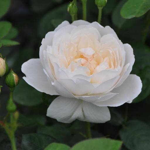 映画観賞。旅、温泉好き(日本秘湯を守る会）園芸（薔薇好き）古民家・建築。憲法九条の会、ピース９。憲法20条、96条遵守。死刑廃止。脱原発、核廃絶。沖縄基地問題。