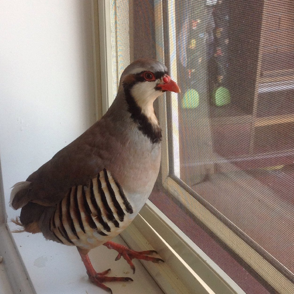 zameeroz's profile picture. 