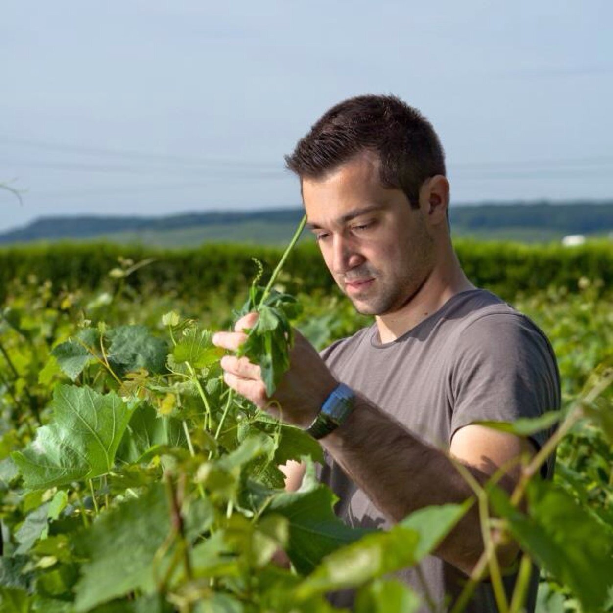 Etienne Calsac, winemaker. Grower Champagne in Avize, France