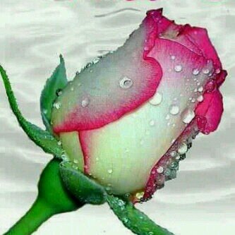 palmeramolmac's profile picture. Trusting God allows us to enter His rest, and a rest is a place of peace where we are able to enjoy our lives.