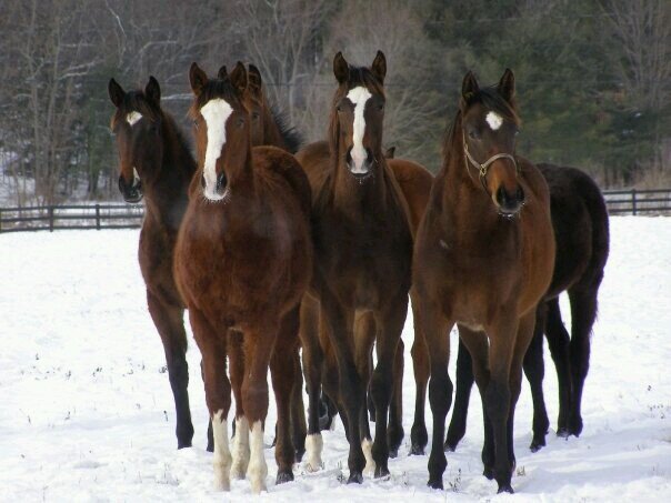 SaratogaGlen's profile picture. Thoroughbred Breeding Farm and Consigner
