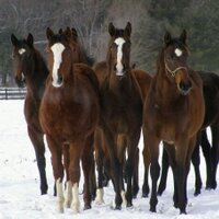 Saratoga Glen Farm (@saratogaglen) 's Twitter Profile