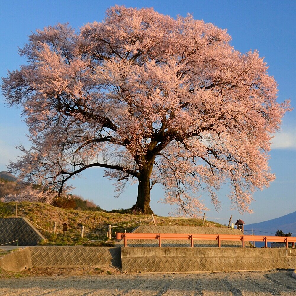 山梨県韮崎市 甘利山の麓より、#富士山 や #わに塚のサクラ など地域の風景や天気を発信しています。📷Z8 Z7ii OM1📱Xiaomi 14 Ultra