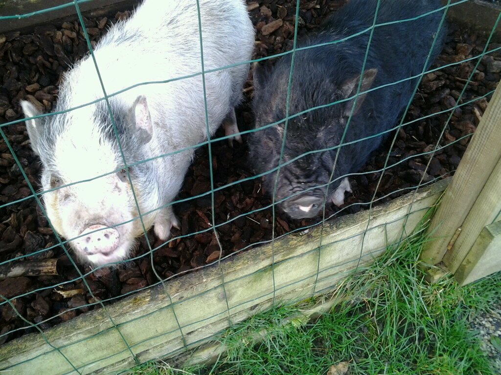living the dream....with 2 boys with snouts...a spotty dog ....and the man that sorts it all .....lucky me