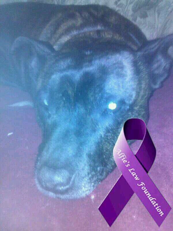 Julie4Alfieslaw's profile picture. Against all animal cruelty. Supporter of #alfieslaw http://t.co/AOElJ4S660