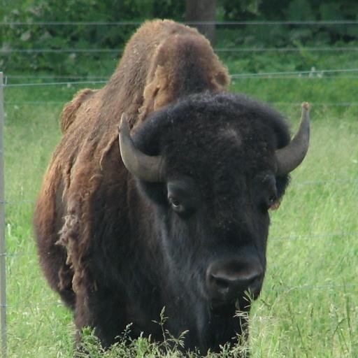 Bison Meat - Pasture Raised, Rotational Grazing - Naturally.