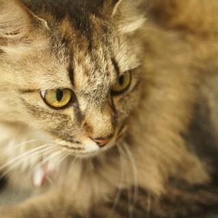 猫の画像、動画、飼い方など猫に関することをつぶやいてます。