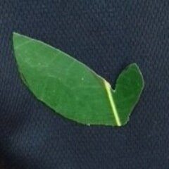 Alivepr's profile picture. Puerto Rico’s healthy lifestyle source.  Follow good eats, outdoor training, running, and a passion for transforming school cafeteria food into healthy options