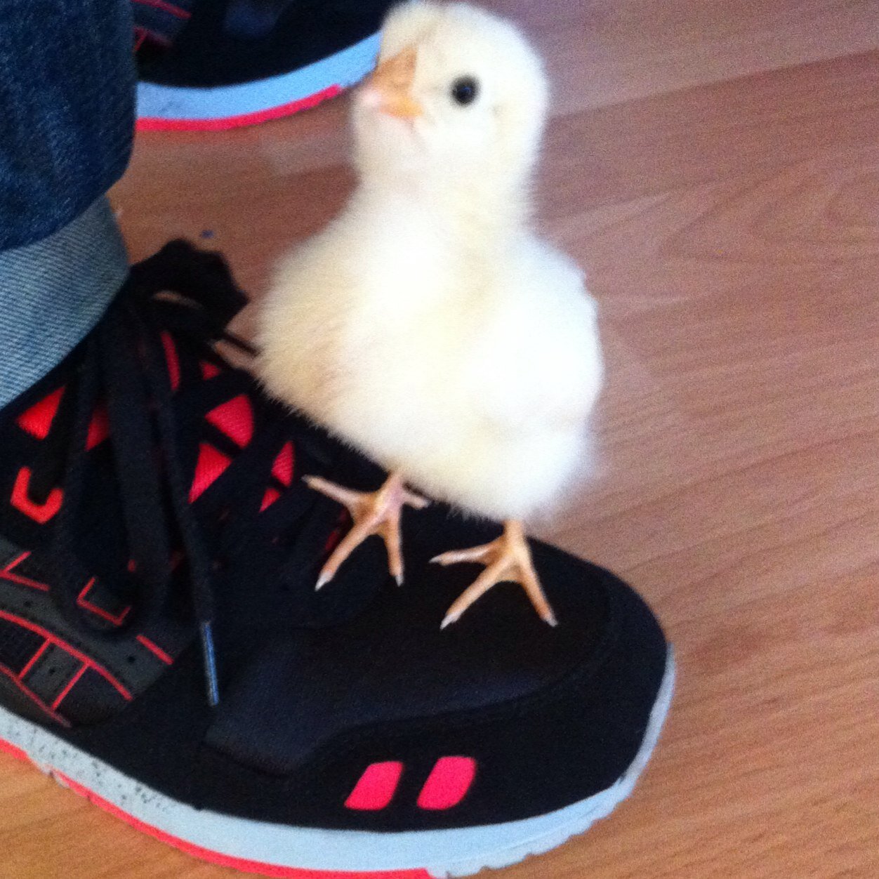 Dawads0's profile picture. #ThunderUp/ OKC / Kyle Singler MVP / TeamOsiris / Rocket Baguette 🥖 / RazmelGoat