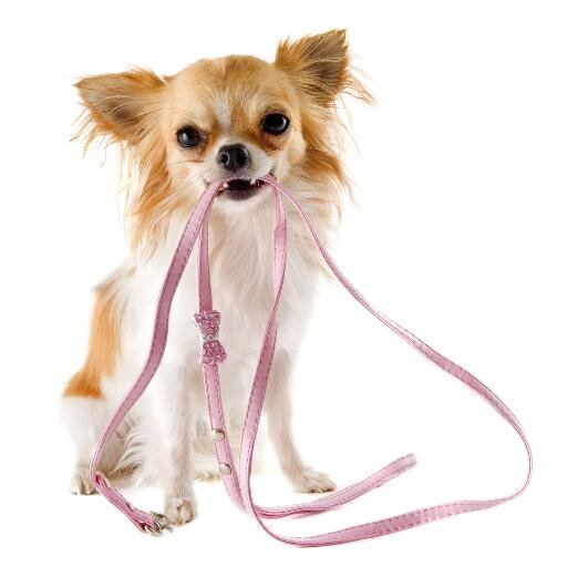 Modanimo's profile picture. vente d'accessoires pour animaux.