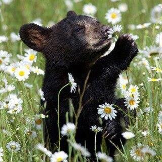 WimGoiris's profile picture. Bears,  Guatemala, Native Americans & coffee