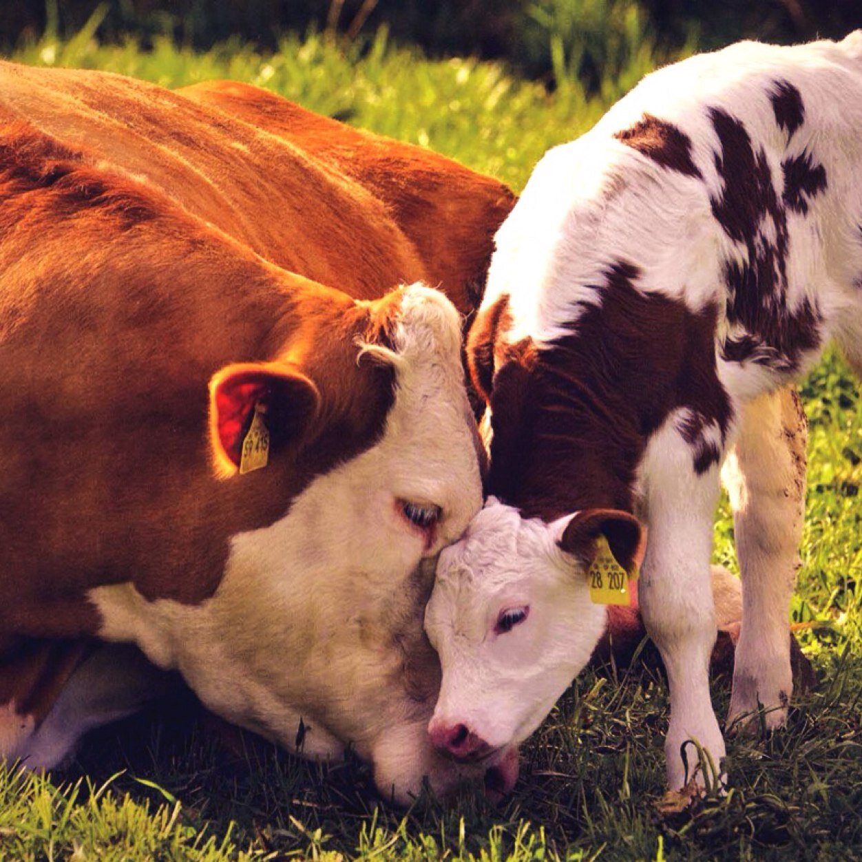 Animals love, care & protect us and their family, why kill these beautiful creatures just to taste or wear them?