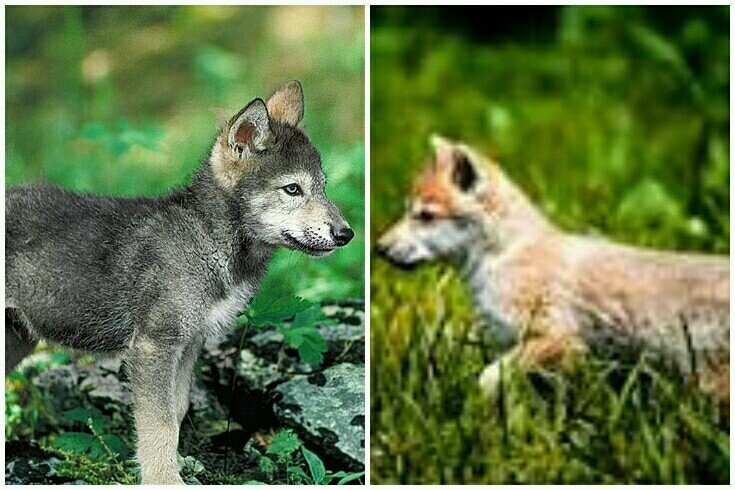 (Darova) (Rank pup) (Mom Shine) (Dad Dusk) (Pack none) (Female) (Sis Ayden) ~Ayden~ ~Rank pup~ ~Mom Shine~ ~Dad Dusk~ ~Pack none~ ~Female~ ~Sis Darova~