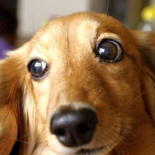 犬の画像、動画、飼い方など犬に関する情報をつぶやいてます。